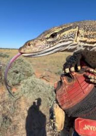 Lace Monitor cold blooded REPTILE aka GOANNA (1).jpg