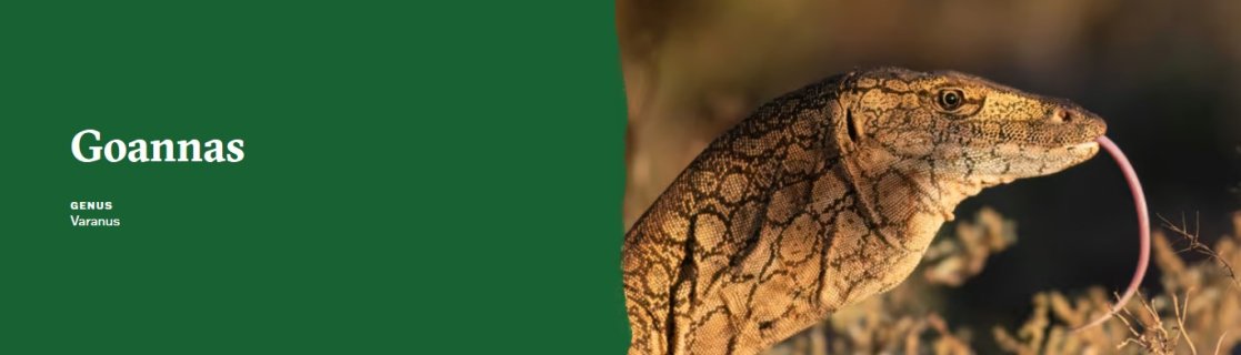 Lace Monitor cold blooded REPTILE aka GOANNA (2).jpg