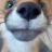 DoggyNet